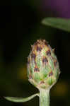 Spotted knapweed